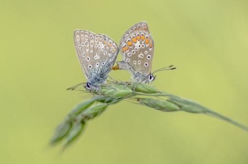 Polyommatus icarus
